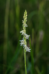 Spiranthes vernalis (Spring Ladies'-tresses orchid)