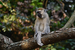 Uganda, Vervet Monkey in Entebbe Botanical Garden