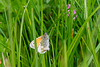 Small Heath-DSZ3059