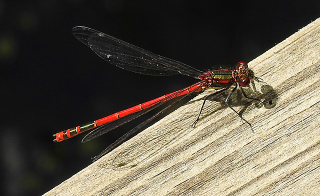 20220515 0946CPw [D~LIP] Adonislibelle (Pyrrhosoma nymphula), Bad Salzuflen