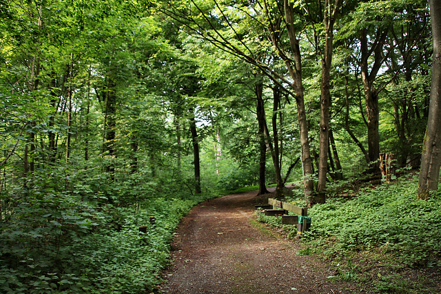 Waldweg im Revierpark Vonderort (Oberhausen-Osterfeld) / 21.05.2022