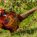 Pheasant