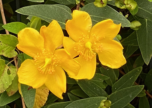 Kleine Sommerblüten in der Heide
