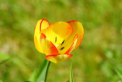 Tulpe am Wegrand