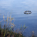 Object Floating down the River Leven