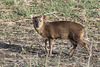 Muntjac Deer