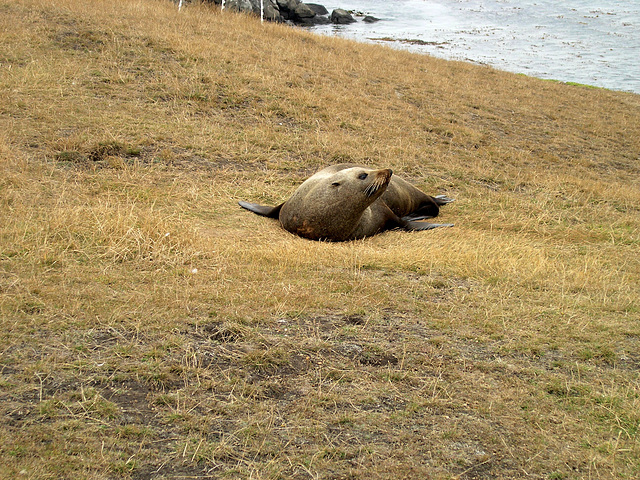 "Hey, who are you?" - sea lion at Katiki Point