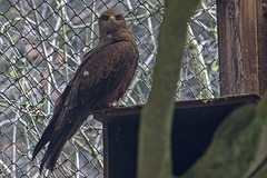 20160303 0157VRAw [D~BI] Schwarzmilan (Milvus migrans), Tierpark Olderdissen, Bielefeld