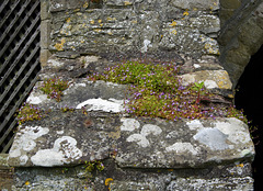 Ivy-leaved toadflax