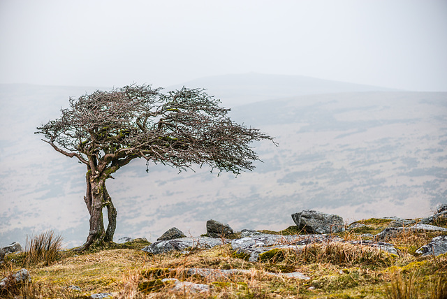 Dartmoor -  20160318