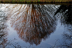 Reflets de fin d'automne