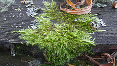 Moss ID?