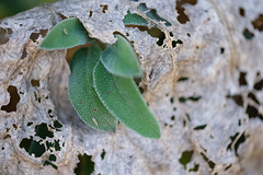 DSCF0777