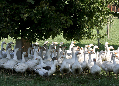 Gänseschar
