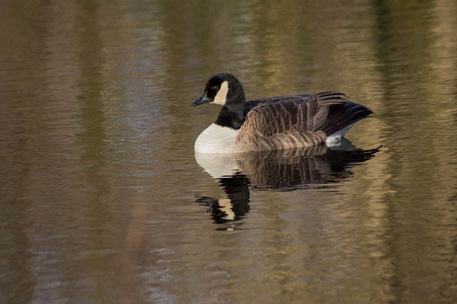 A Canada goose at Burton wetlands