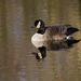 A Canada goose at Burton wetlands