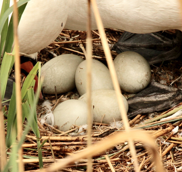 Nest eines Schwanenpaares