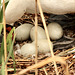 Nest eines Schwanenpaares