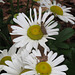 Grasshopper on daisy