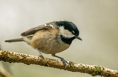 Coal tit