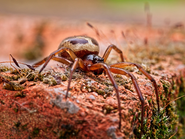 Spider Warning..!!  Move along if you don't like them........