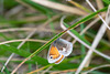 Small Heath-DSZ6506