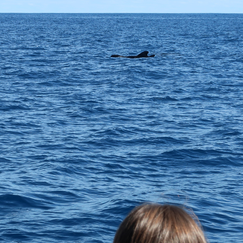 Pilot whale