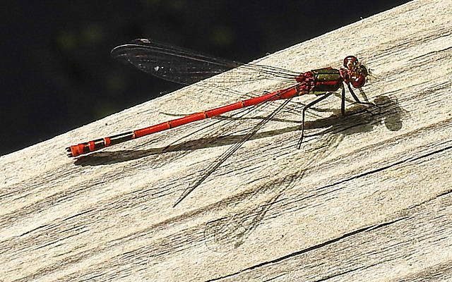 20220515 0947CPw [D~LIP] Adonislibelle (Pyrrhosoma nymphula), Bad Salzuflen