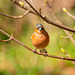 Chaffinch