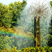 Regenbogen am Wasserspiel (PiP)