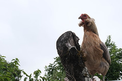 la poule était perchée, il a fait beau le lendemain