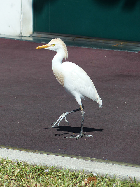 Cattle Egret (1) - 4 March 2018