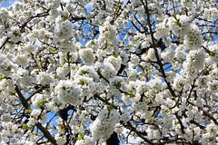 Beginn der Kirschblüte am Bodensee (2Pic in Pic)