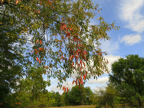The autumn palette