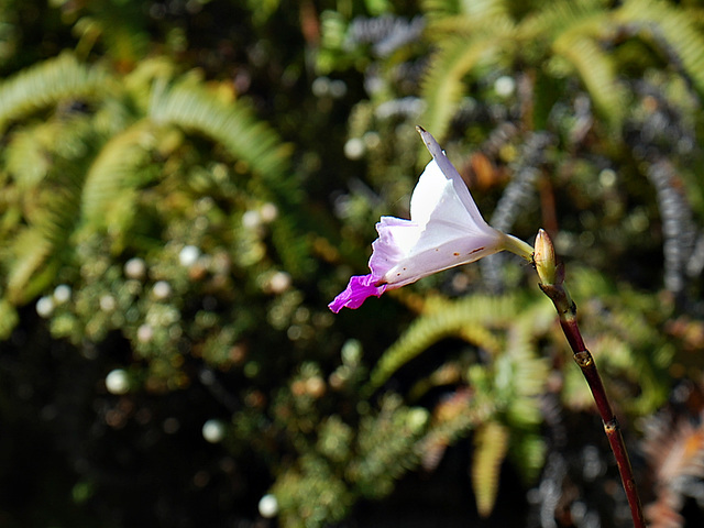 Arundina  graminifolia at Kilauea Iki