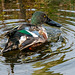 Shoveler duck