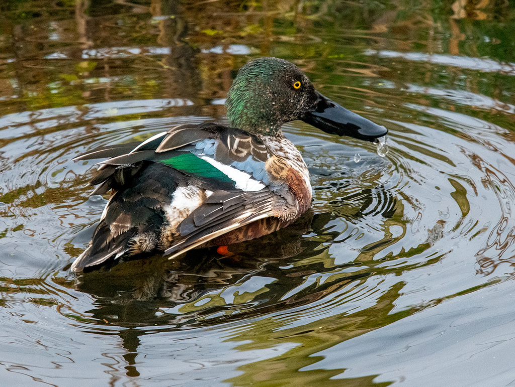 Shoveler duck