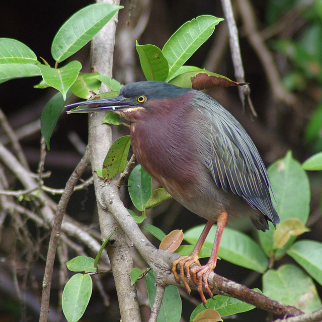 Green Heron