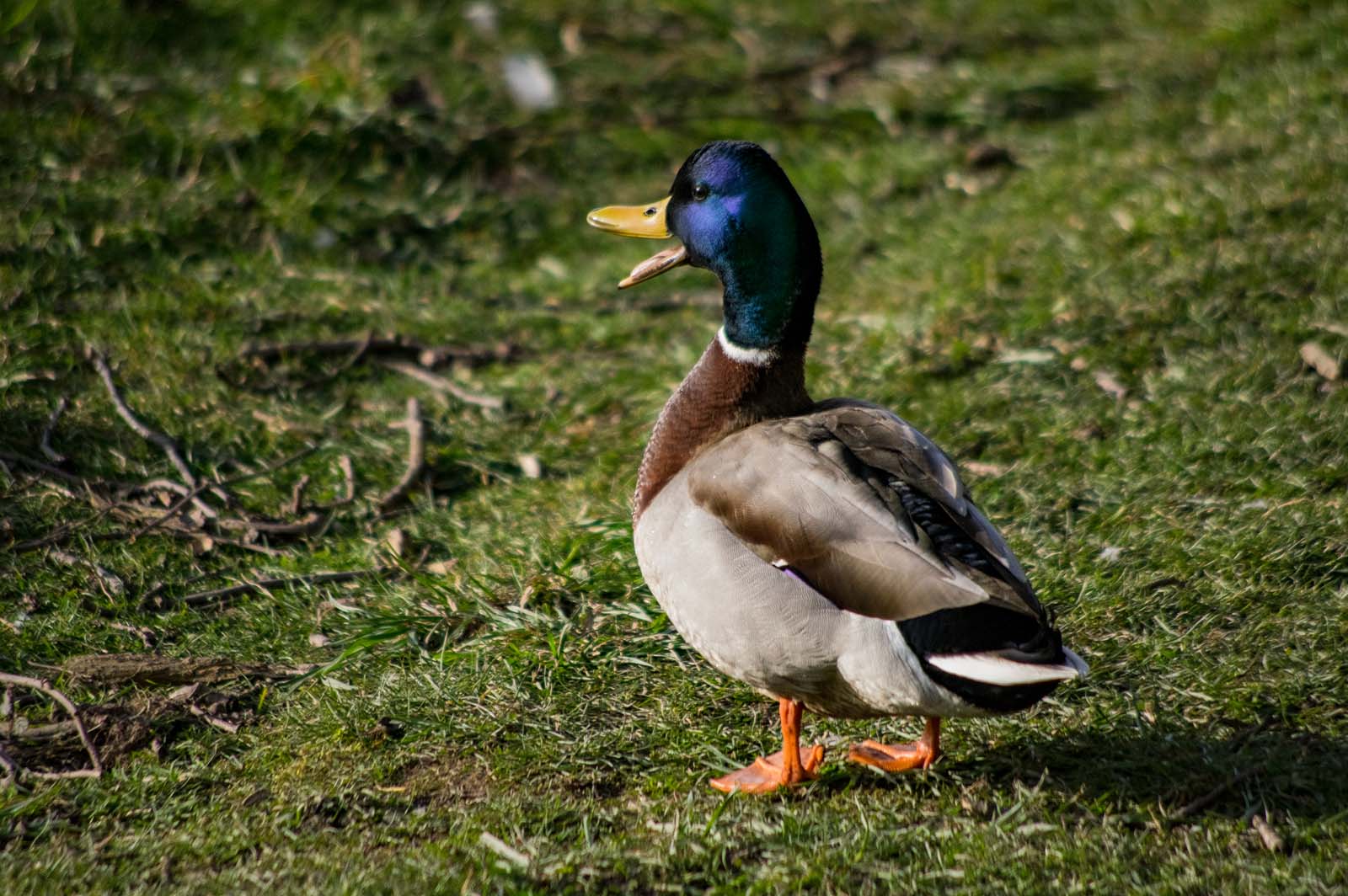 A Mallard with something to say..