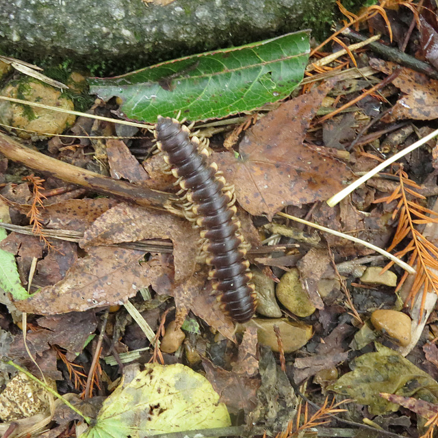 Millipede