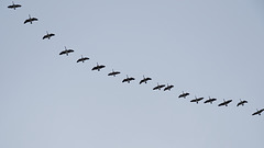 Geese, heading south