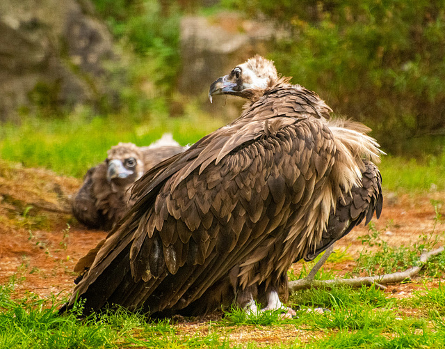 European vulture