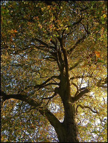 light in a November tree