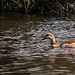 Egyptian goose