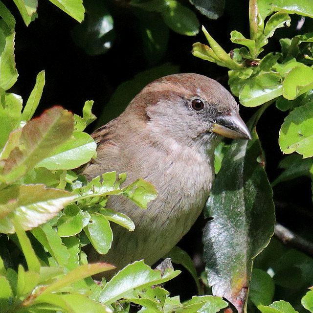 EOS 90D Peter Harriman 10 41 17 90521 femaleHouseSparrow dpp