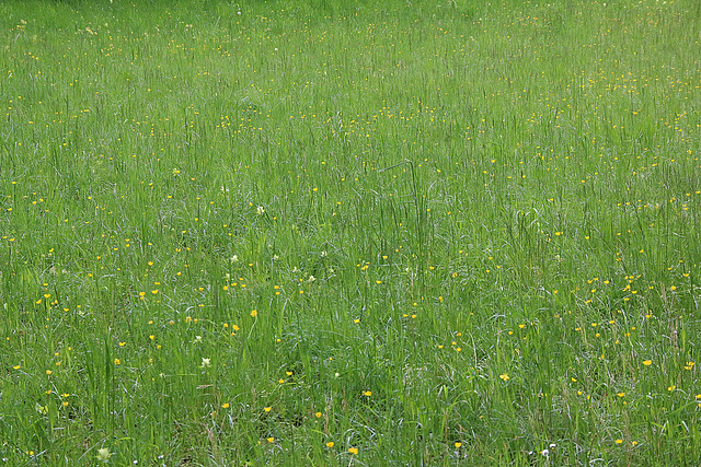 Hoffnungsvolles Grün