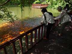 Feeding the Fish P9256427