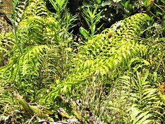 One Daisy On Ferns.
