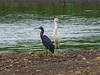 Aigrette bleue - Little Blue Heron