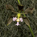 Encyclia osmantha - 2015-03-31--D4_DSC9949